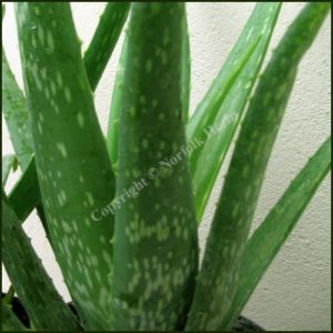 Aloe Vera