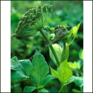 Angelica - Angelica archangelica