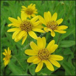 Arnica North American - Arnica chamissonis Less