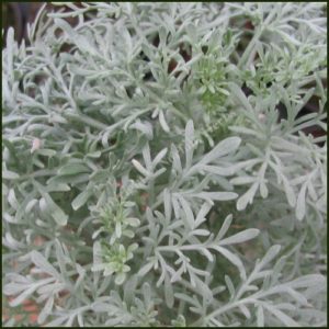 Artemisia, Powis Castle