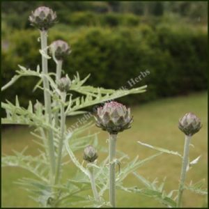 Artichoke, Globe - Cynara cardunculus