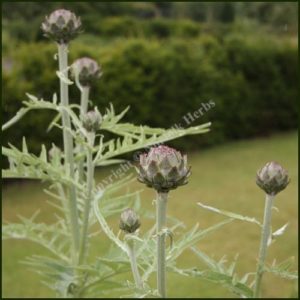 Artichoke Globe - Cynara cardunculus