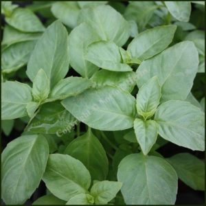 Basil, Bush - Ocimum minimum