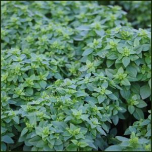 Basil, Greek