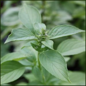 Basil, Lemon