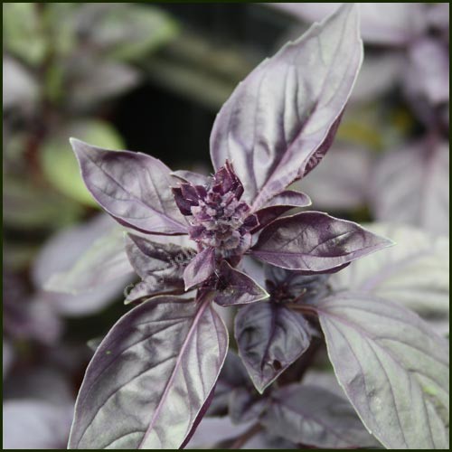 Basil, Purple - Red Shiraz - Ocimum basilicum purpurascens