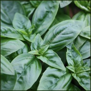 Basil, Sweet - Ocimum basilicum