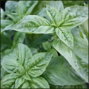 Basil, Sweet Nufar