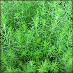 Bedstraw, Ladies - Galium verum