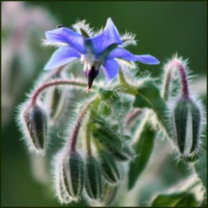 Borage BLUE - Borago officinalis