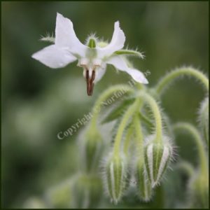 Borage WHITE - Borago officinalis