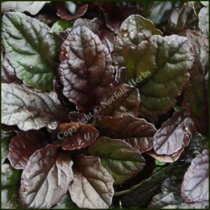 Bugle, Bronze - Ajuga reptans