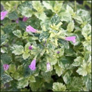 Calamint Variegated