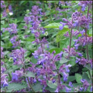 Catmint - Nepeta mussini