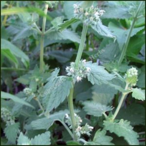 Catnep - Nepeta cataria