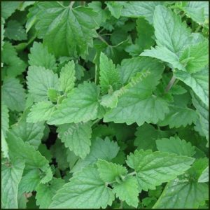 Catnep, Lemon Scented - Nepeta cataria