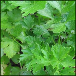 Celery Leaf - Apium graveolens