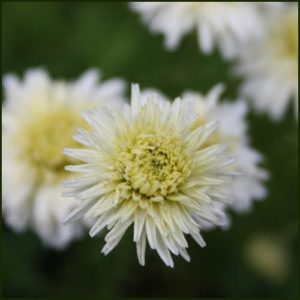 Chamomile, Double Flowered - Chamaemelum nobile 'Flore Pleno'