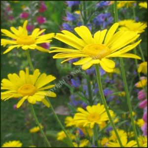 Chamomile, Dyers - Anthemis tinctoria