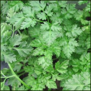 Chervil - Anthriscus cerefolium