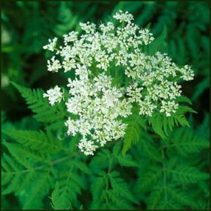 Cicely, Sweet - Myrrhis odorata