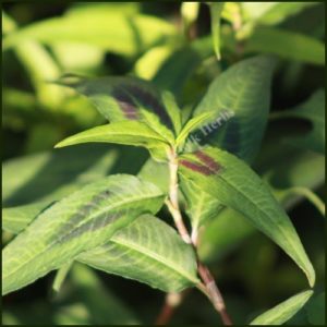 Coriander, Vietnamese - Persicaria odorata