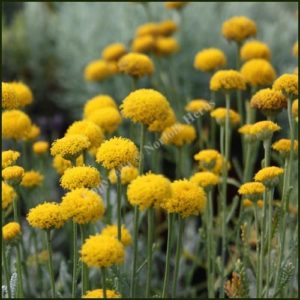 Cotton Lavender - Santolina chamaecyparissus