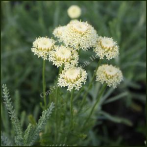 Cotton lavender, Edward Bowles - Santolina pinnata neopolitana