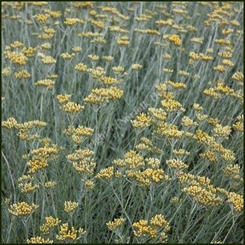 curry plant helichrysum italicum plants