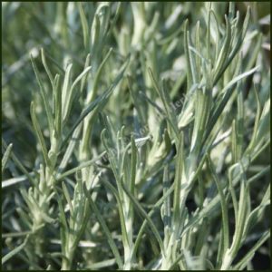 Curry Plant, Dartington - Helichrysum italicum ‘Dartington’