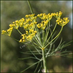 Dill - Anethum graveolens