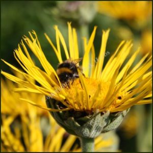 Elecampane - Inula helenium