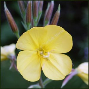 Evening Primrose - Oenothera erythrosepala