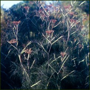 Fennel, Bronze - Foeniculum vulgare 'Purpureum'