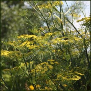 Fennel, Green - Foeniculum vulgare