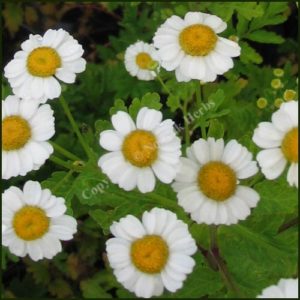 Feverfew, Wild - Tanacetum pathenium