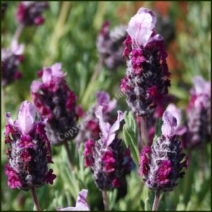 Lavender French ‘Kew Red’ - Lavandula stoechas