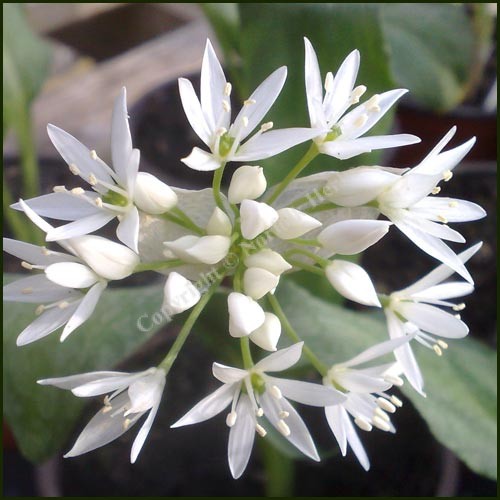 Buy wholesale Wild garlic