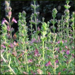 Germander, Hedge - Teucrium x lucidrys