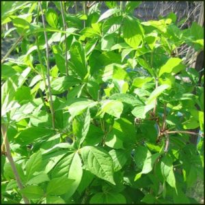 Ginseng, Siberian - Eleutherococcus senticosus