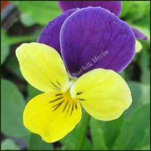 Heartsease - Wild Pansy - Viola tricolor