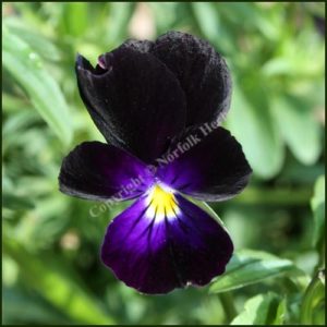 Heartsease - Wild Pansy - Sawyers Black