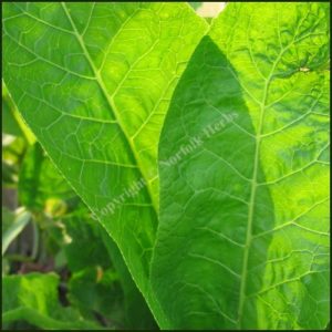 Horseradish - Armoracia rusticana