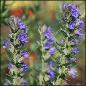 Hyssop, Blue - Hyssopus officinalis