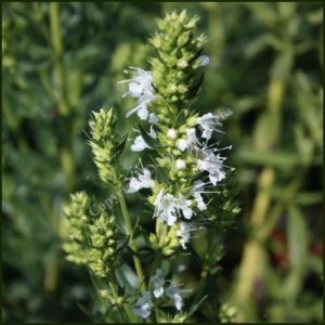 Hyssop, White - Hyssopus officinalis