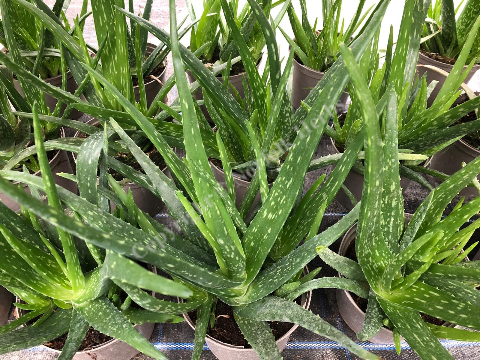 Aloe vera cheap plant uk