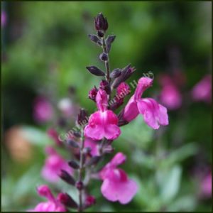 Sage, Icing Sugar - Salvia greggii