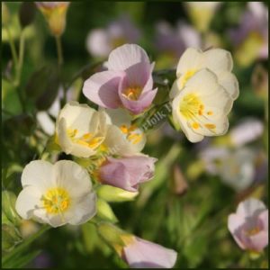 Jacob’s ladder Apricot Delight Polemonium caeruleum