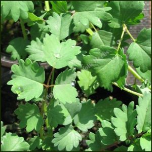 Burnet, Salad - Sanguisorba minor