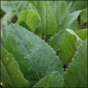 Alecost - Costmary - Tanacetum balsamita